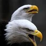 Team Double Eagles (aka Albatross)